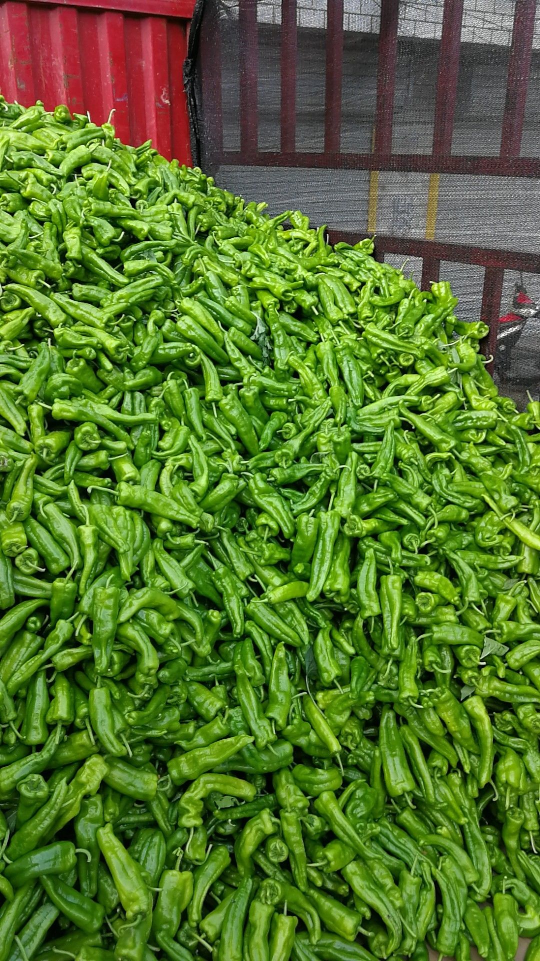 小米椒 辣椒螺丝椒小米辣