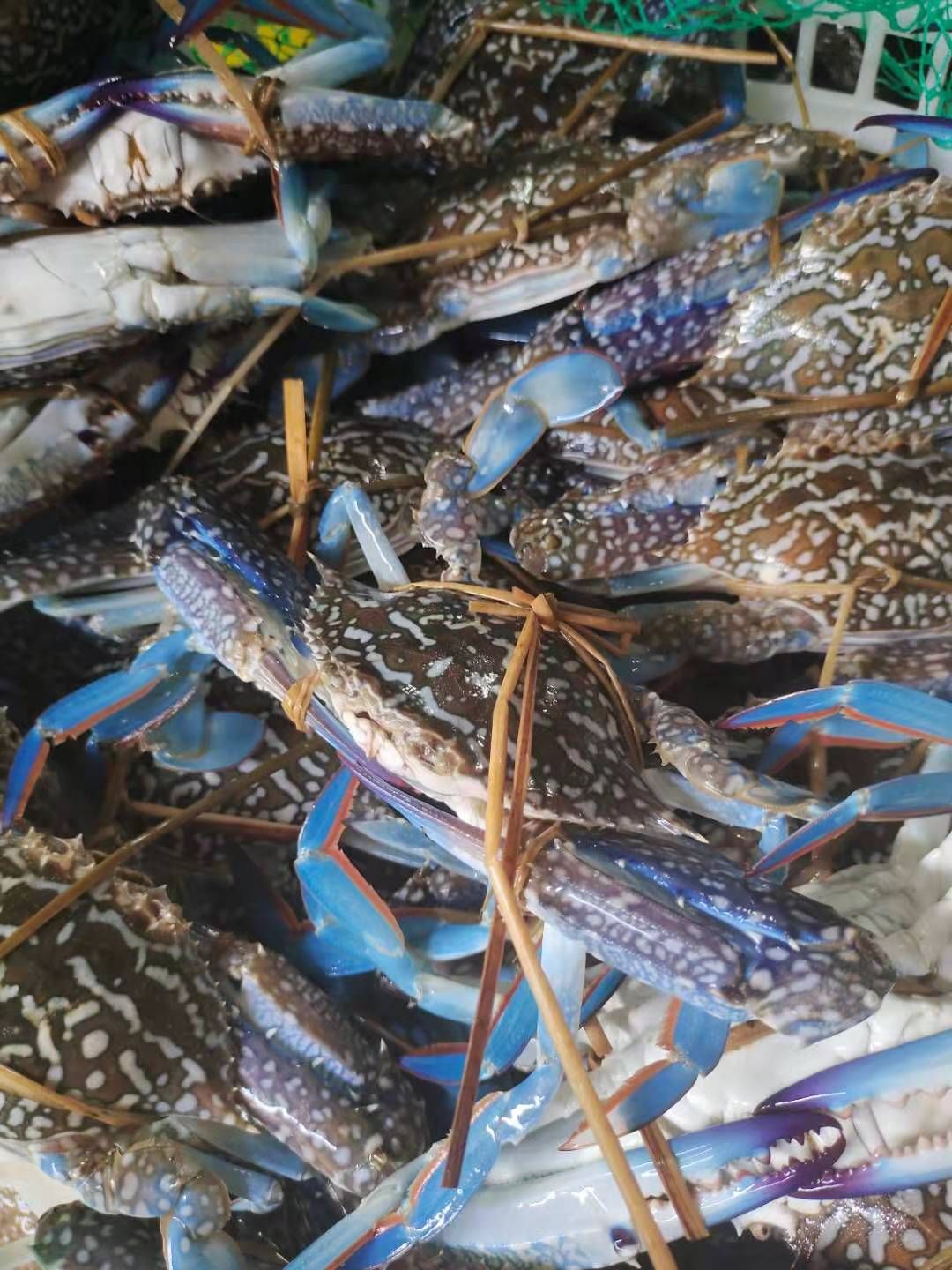 北海生猛蓝花蟹/兰花蟹/花蟹，船上一手货源，欢迎采购。