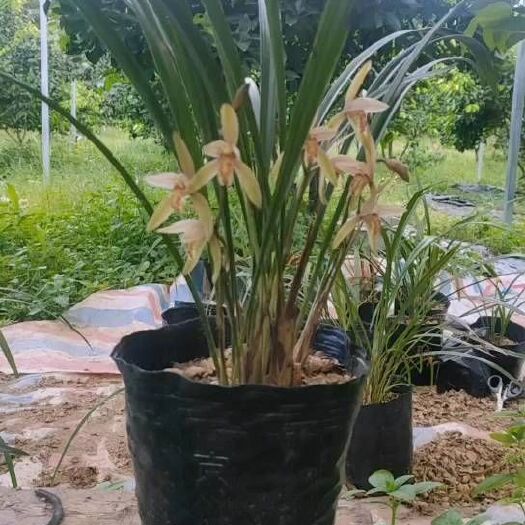 江永县建兰四季兰资源草
