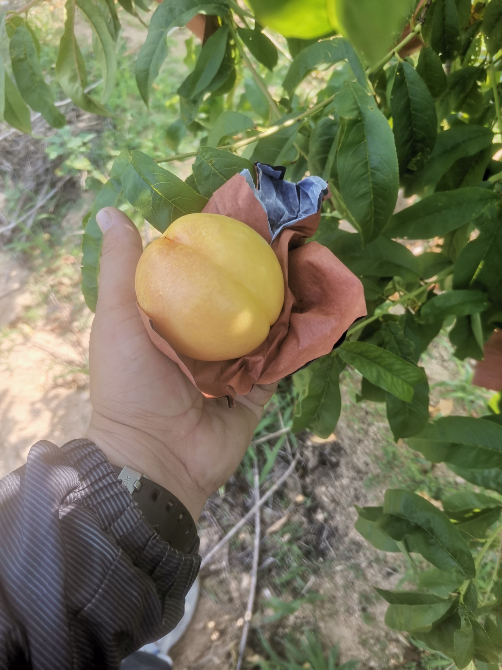 中油油桃  中油四号套袋！现货批发