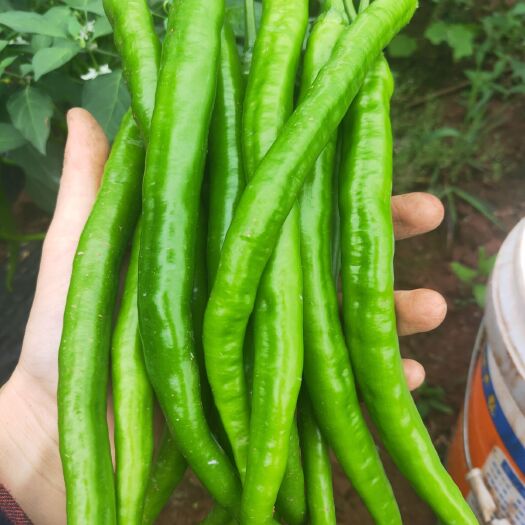 岳池县 辣椒 二荆条  茄子大量有货