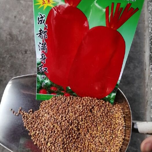 怀化萝卜种子  满身红罗卜种子