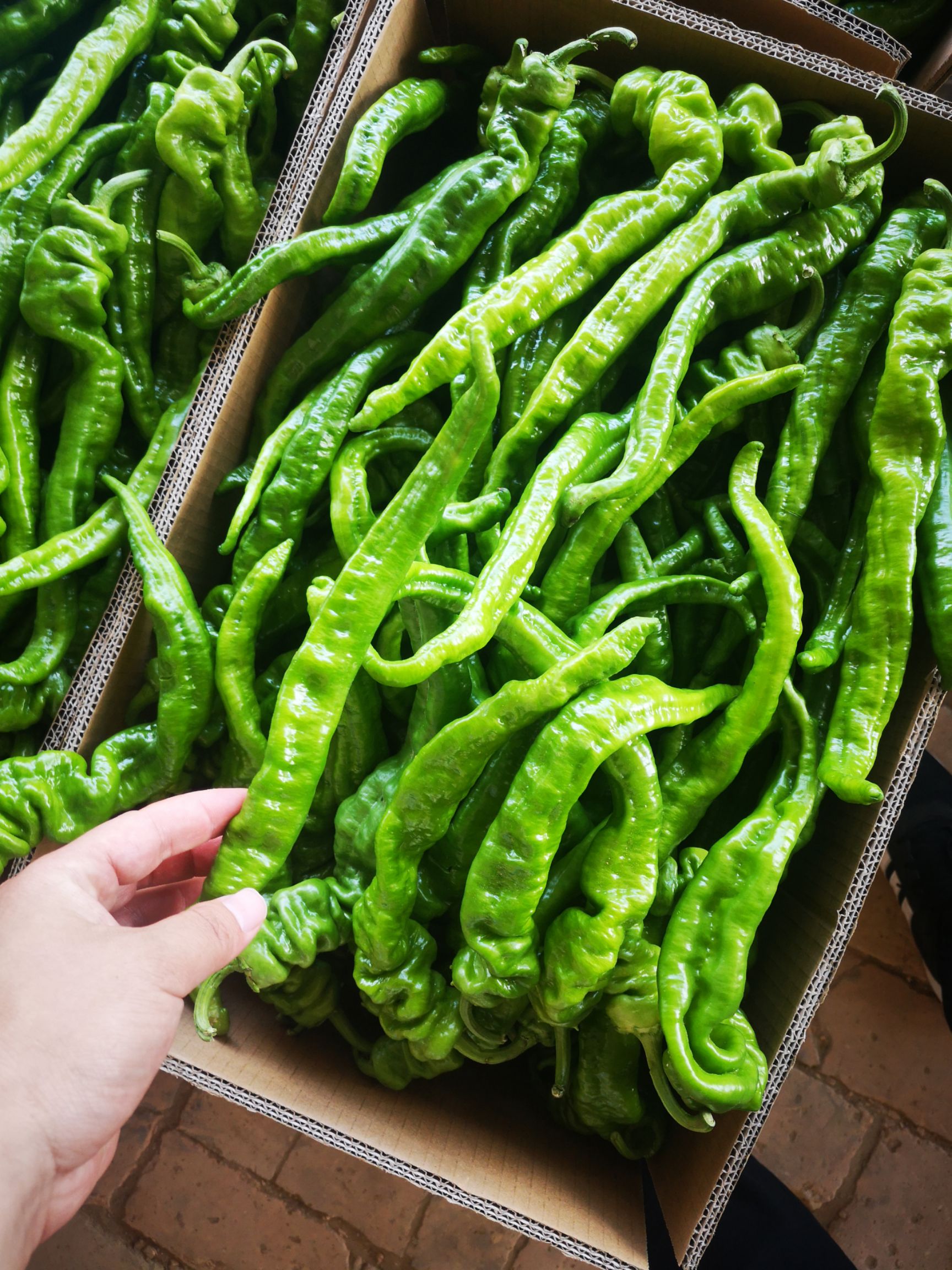 陕北白泥井产区鲜辣椒螺丝椒大吨位供应，诚信代办，