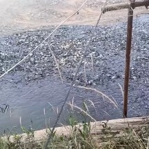 商丘一斤十来个左右的鲤鱼苗