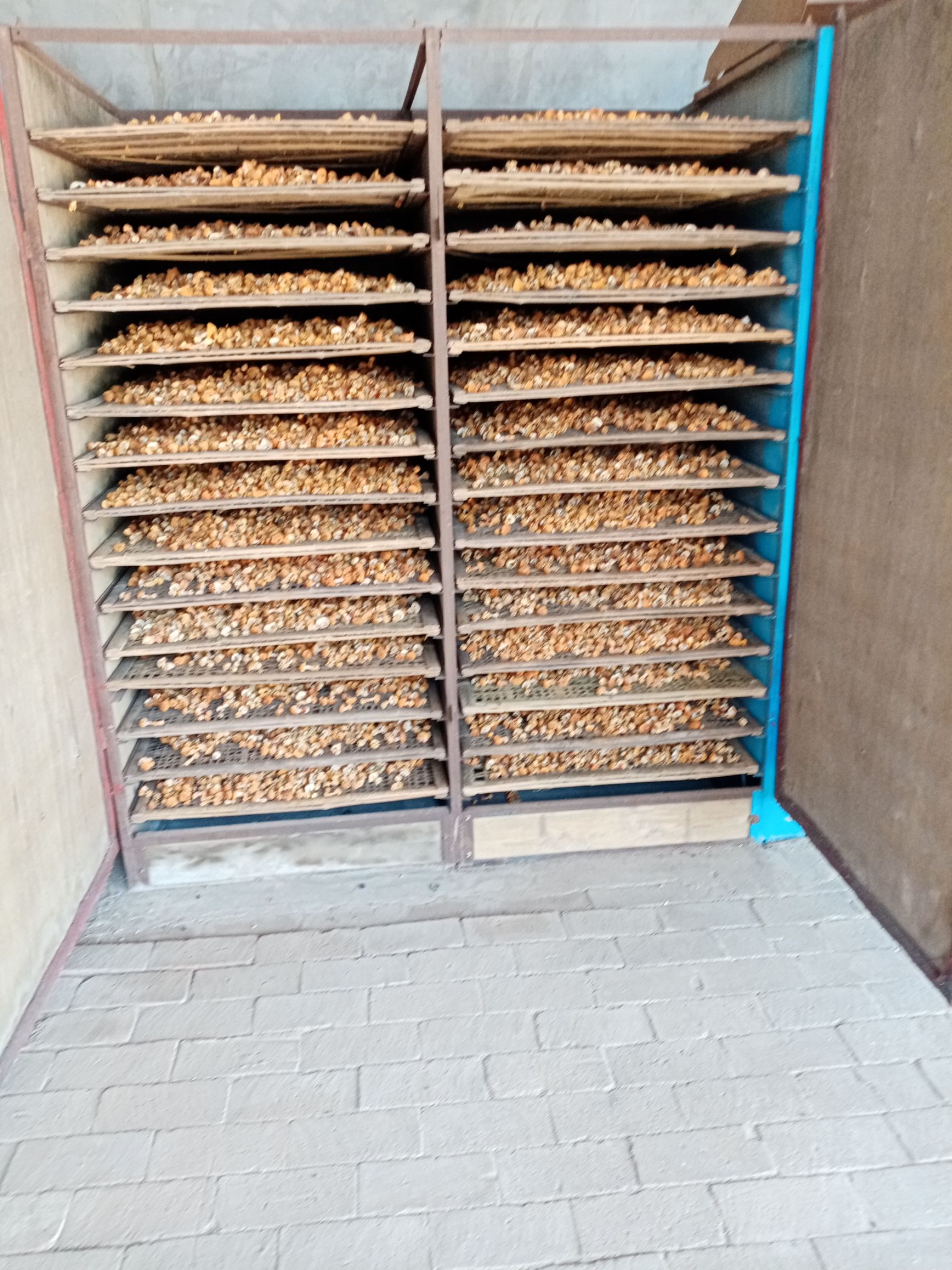 姬松茸  一手货源，一等品，大小均匀：金黄色。