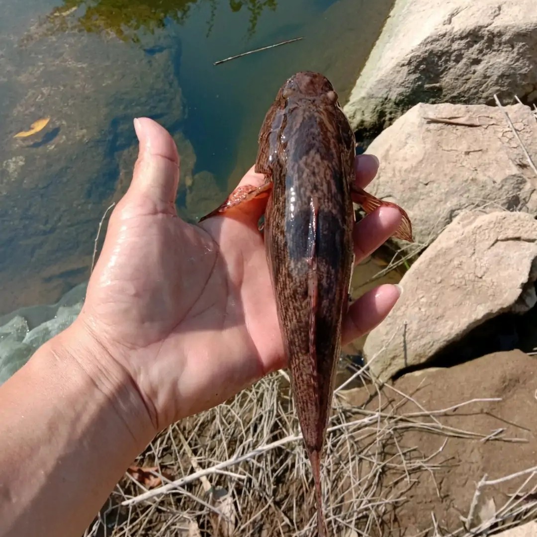 冰鲜笋壳鱼批发海南天然绿色食品笋壳鱼大量供应