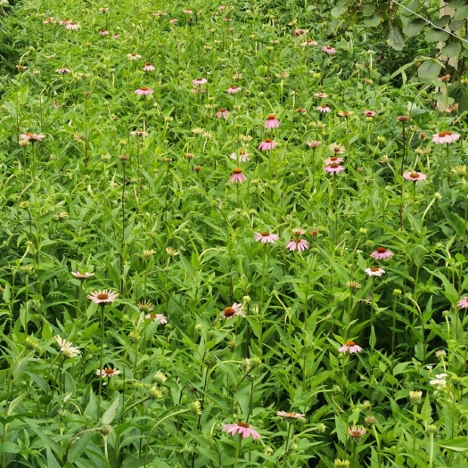 周至县中药材山药 紫锥菊原材料出售