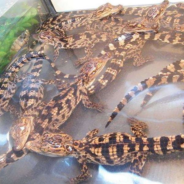  饿鱼苗小鱼苗饿鱼