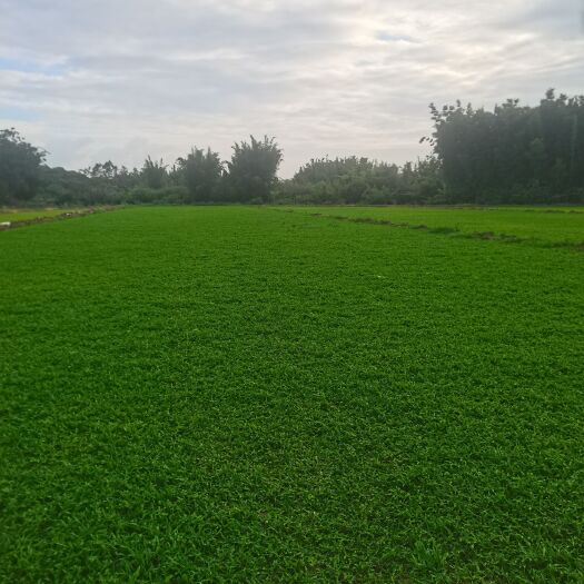 博罗县大叶油草