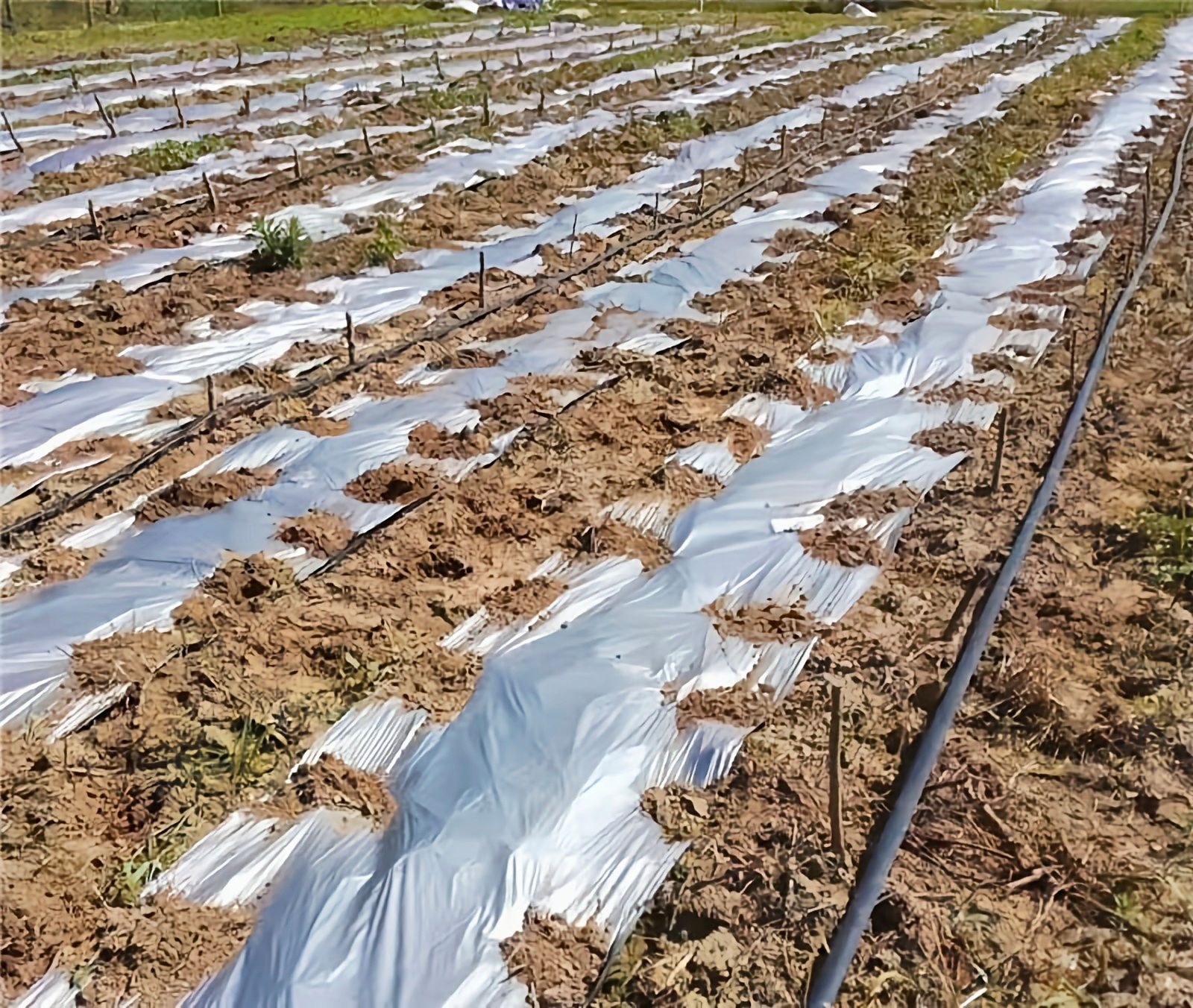 地膜 银黑反光防草功能地膜:草莓、辣椒、药材专用地膜