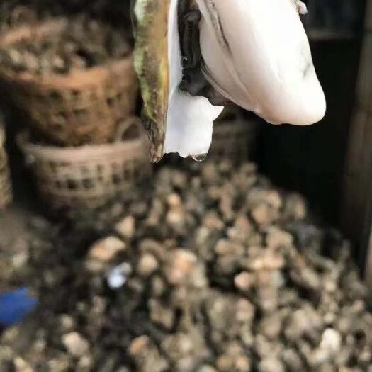 北海广西生蚝/牡蛎，蚝排一手货源充足，全国发货