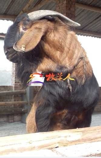 资阳大种子大耳羊