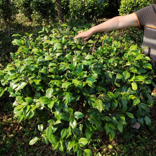 衡东县 七芯茶花