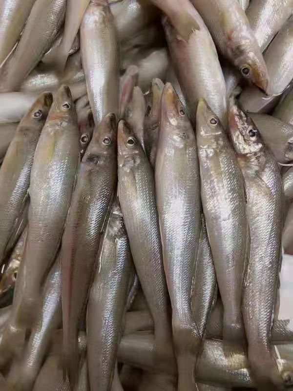 冰鲜沙丁鱼/沙尖鱼/沙占鱼，，厂家发货，大量有货，全国发货