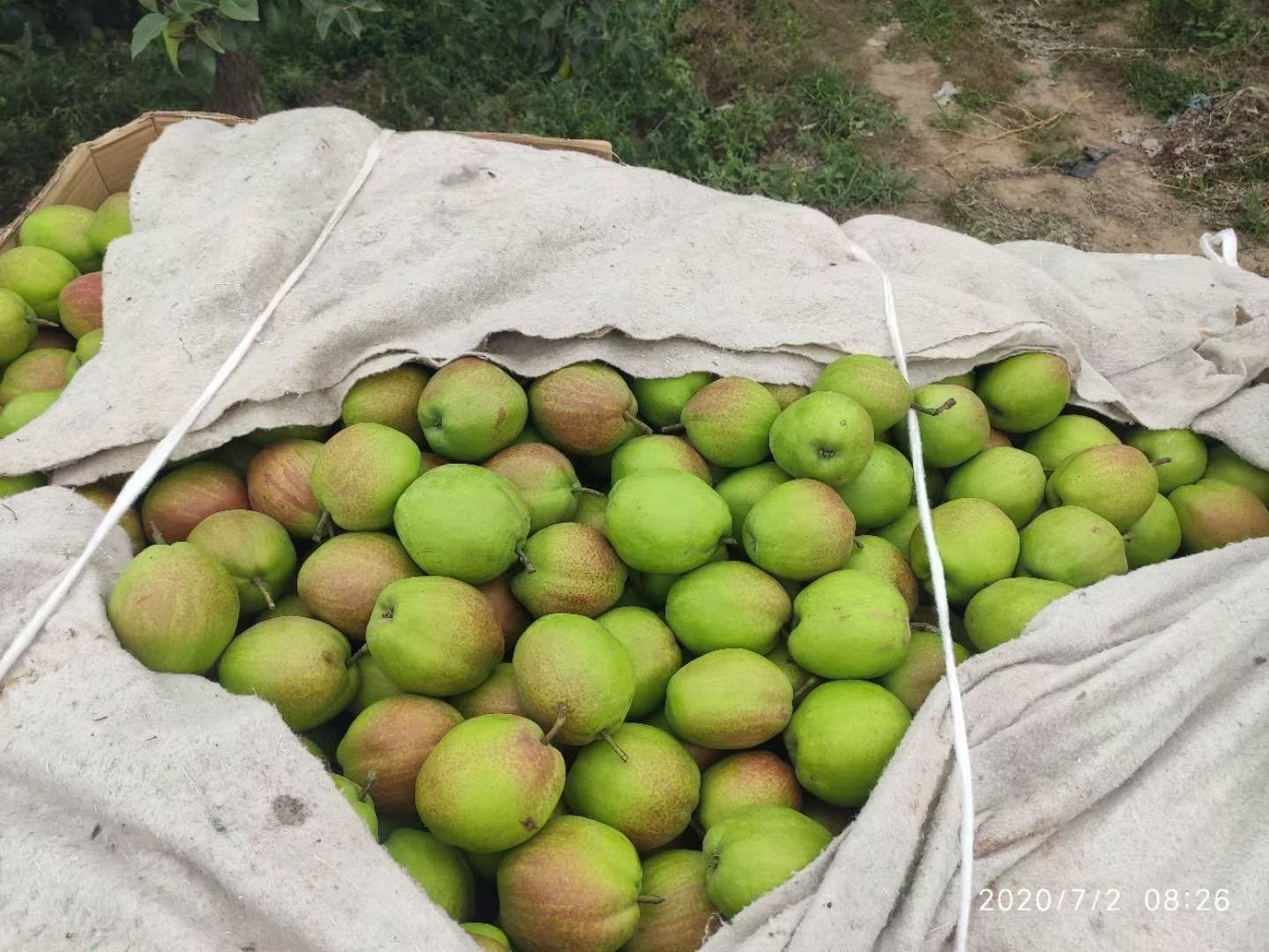 河北  新梨七号 新鲜采摘  皮薄肉细  脆甜多汁