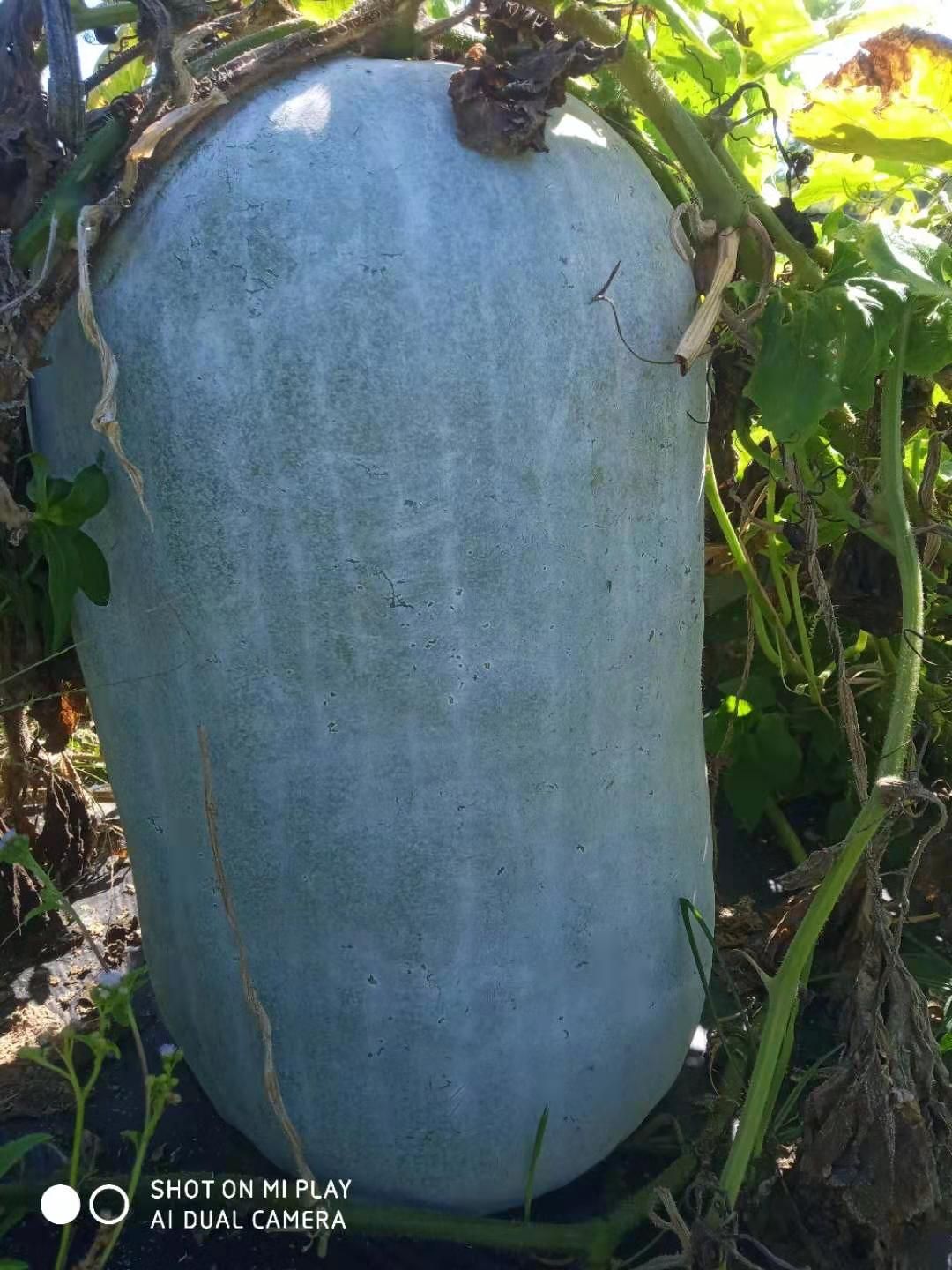 大量供应白皮冬瓜种子