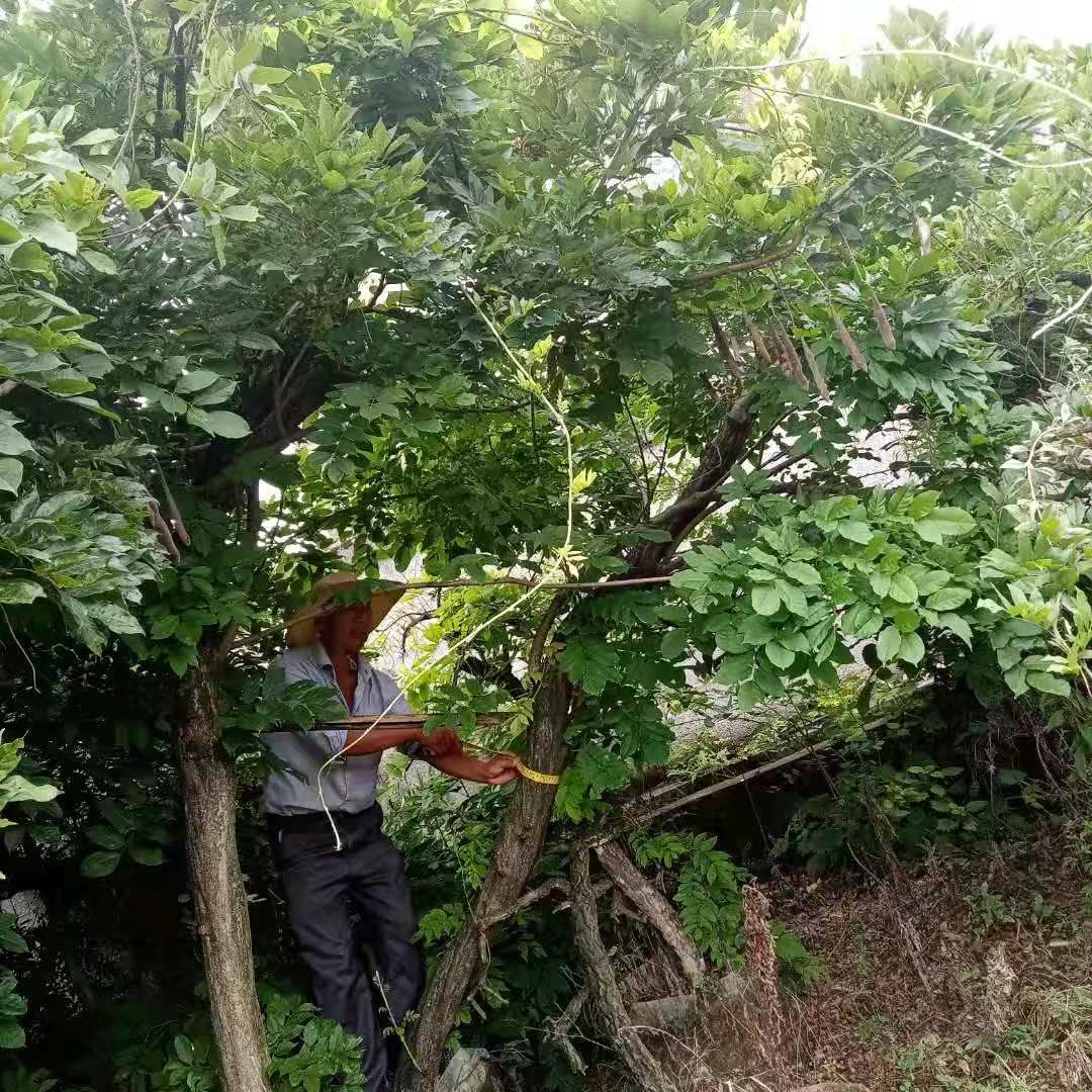 多花紫藤  紫藤三年熟货10-18公分