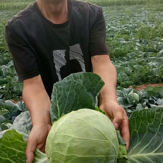 晋中包菜 精品茴子白山西榆次产地