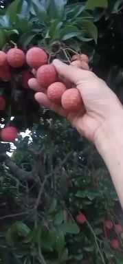 禾淮荔枝