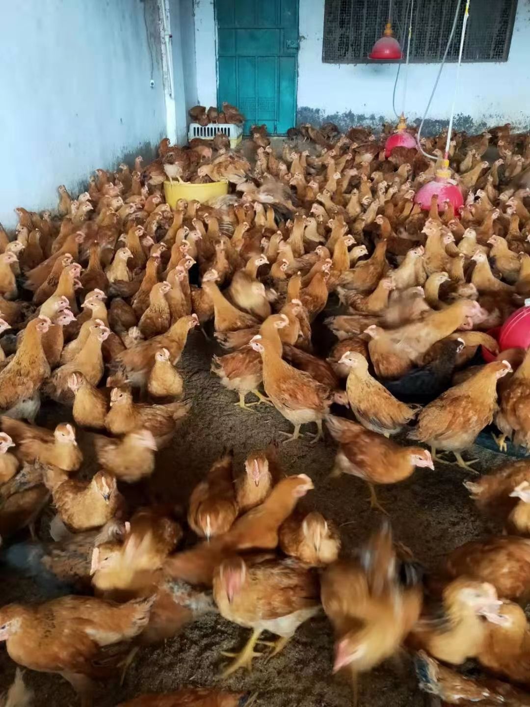 阉鸡  脱温鸡童鸡