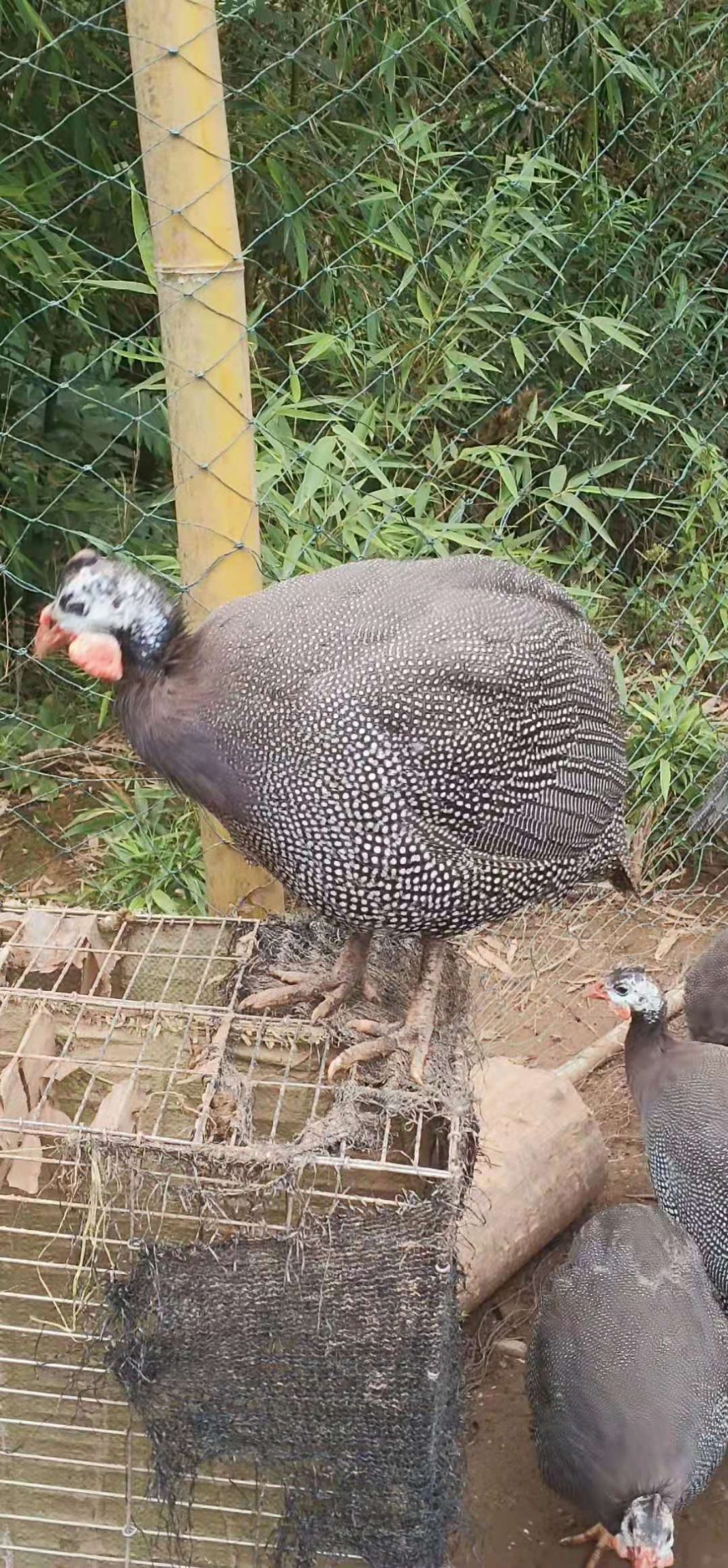  自己散养珍珠鸡贵妃鸡