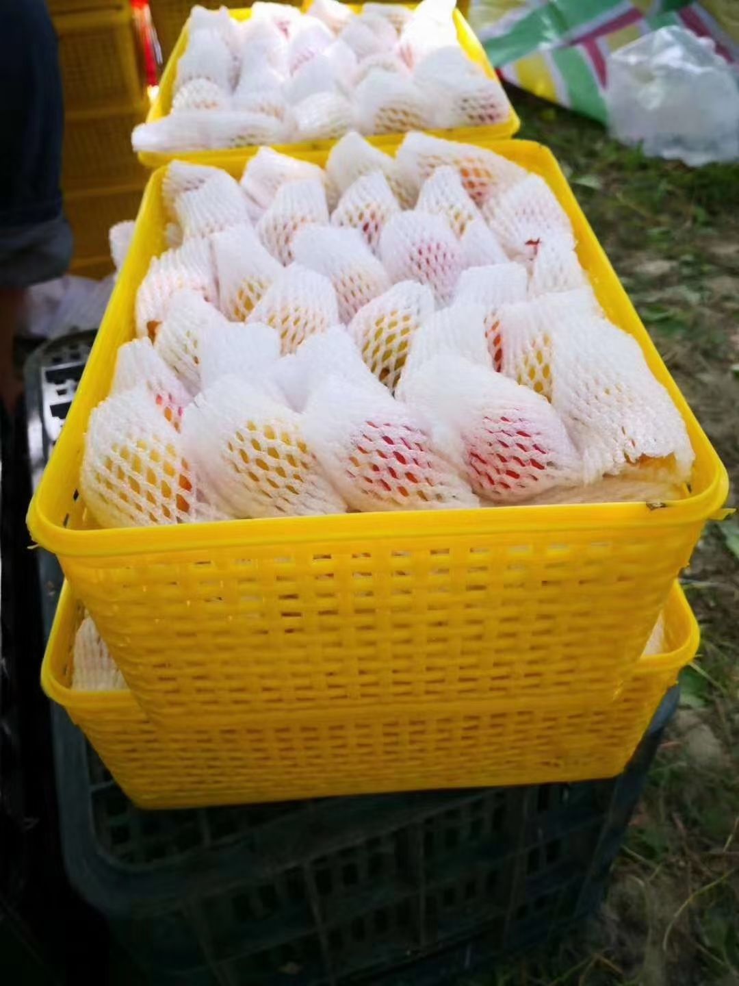 新疆阿克苏四团小红杏吊干杏脆甜多汁一件空运包邮新鲜采摘