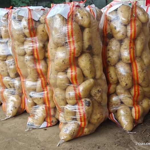 开封荷兰土豆  河南开封，荷兰十五土豆，希森，中薯，大量供应一手货源产地直发