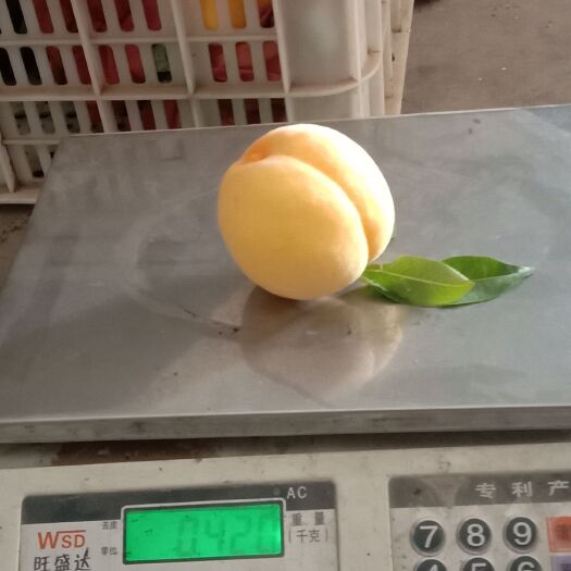 新泰市 金蜜桃成熟期间，表面金黄色，果肉金黄色，香甜如蜜