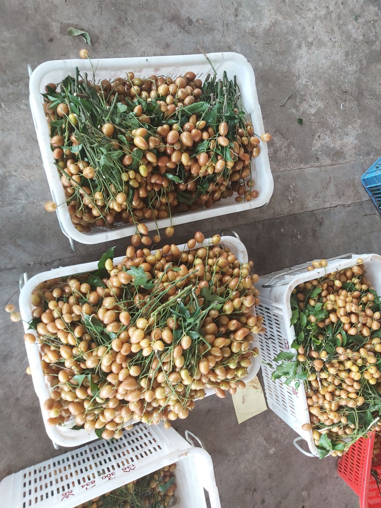 黄皮果  高州黄皮，产地直供。欢迎咨询