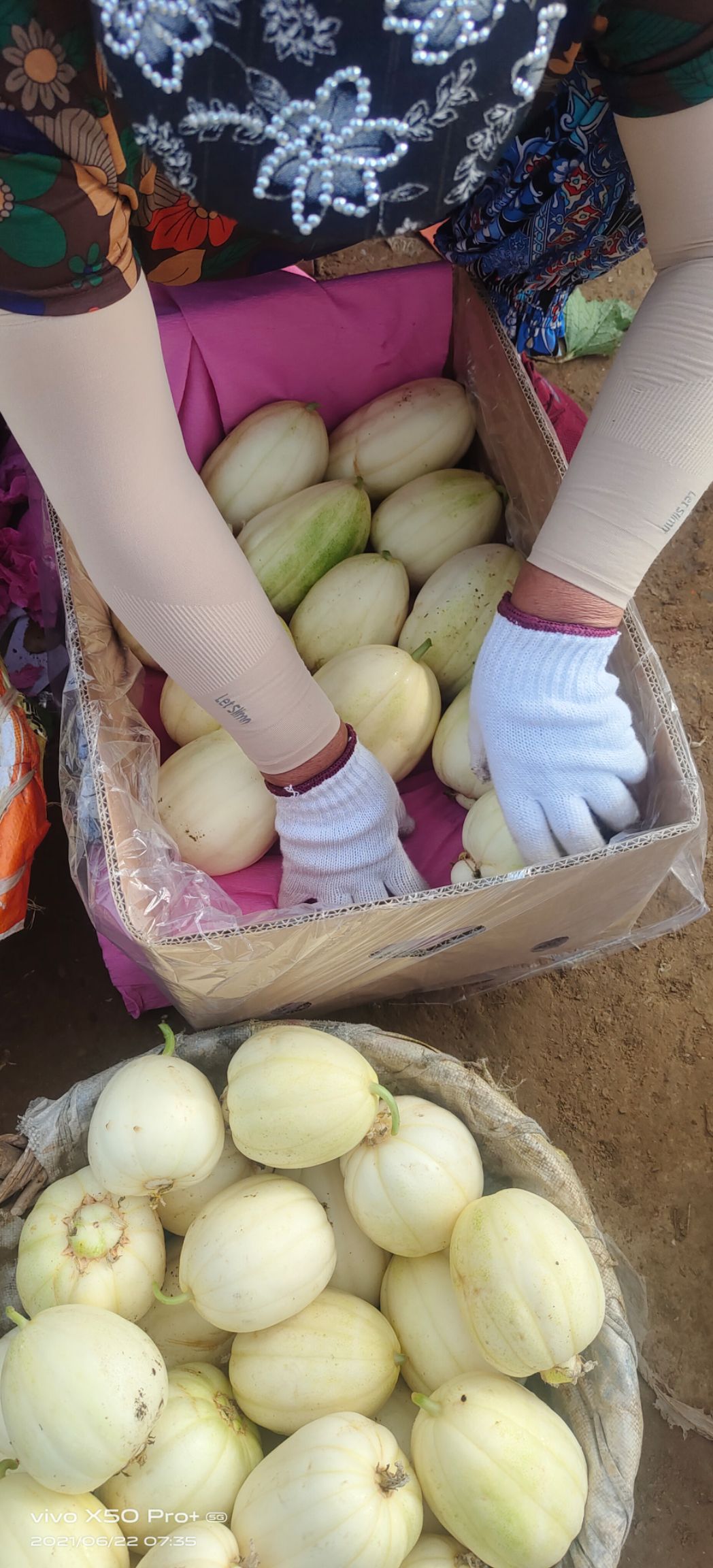 绿宝石梨 脆甜一号，大量有货，2元