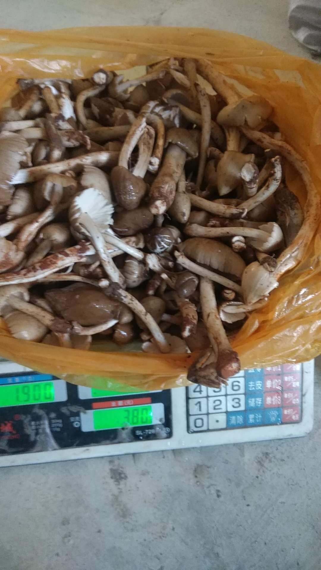 鸡枞菌纯自然界5一7月季节性，好吃的菜。