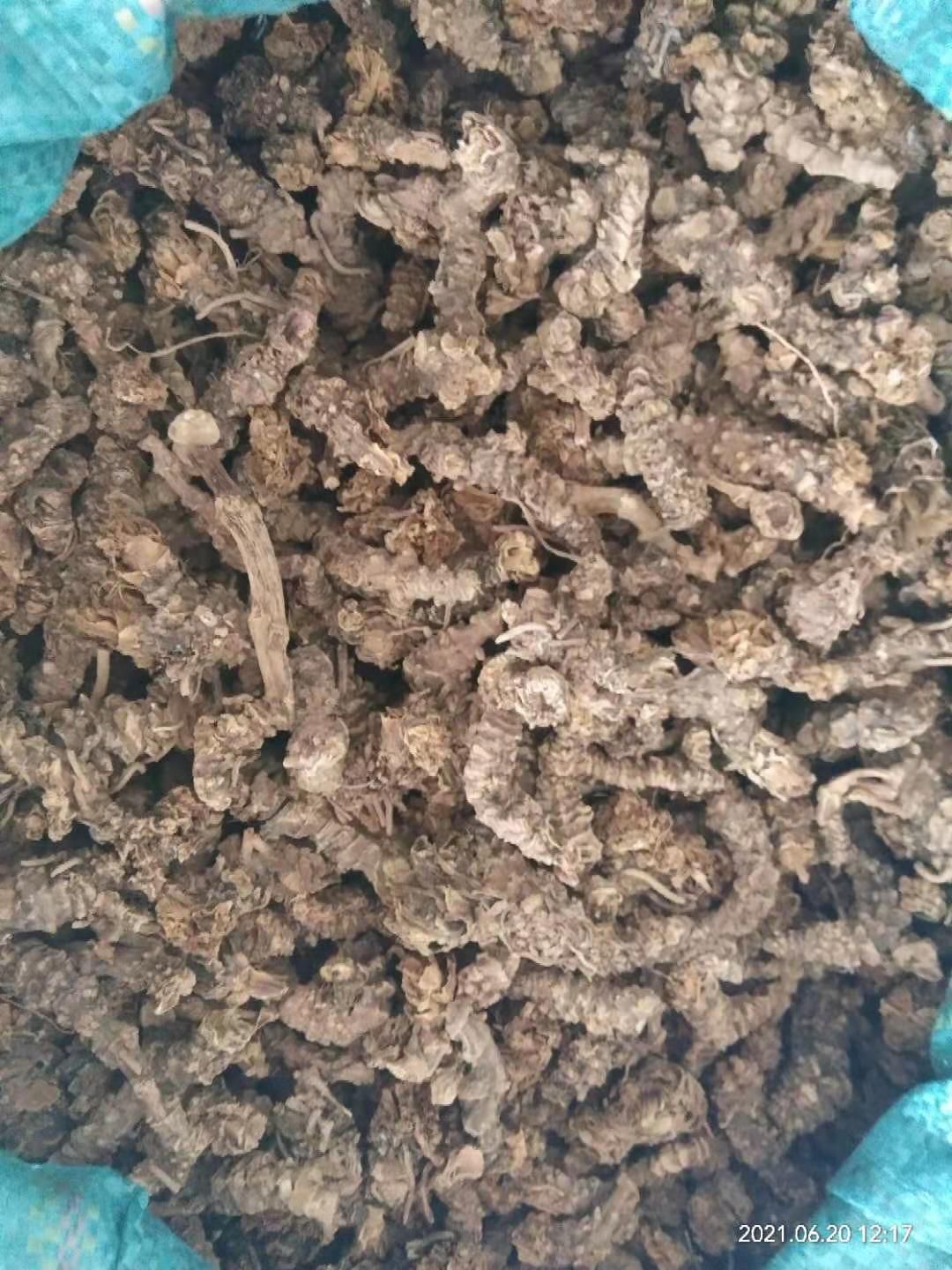 缬草 蜘蛛香  马蹄香