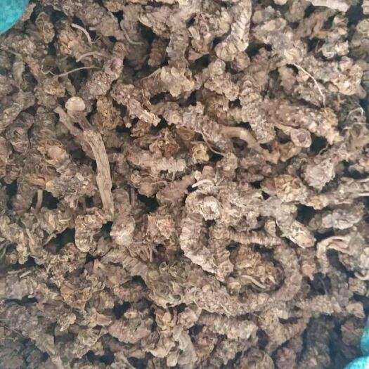 洱源县缬草 蜘蛛香  马蹄香