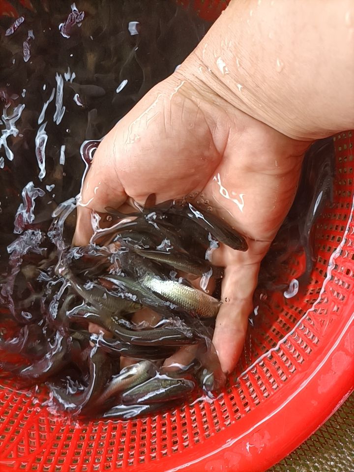 黑鲩鱼苗！