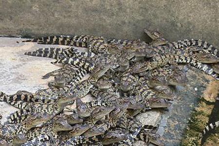  饿鱼苗小鱼苗饿鱼