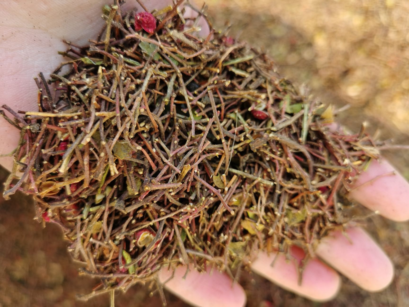 花椒枝  大红袍花椒杆（包邮）花椒耙子，花椒短枝原货打调料泡脚专用