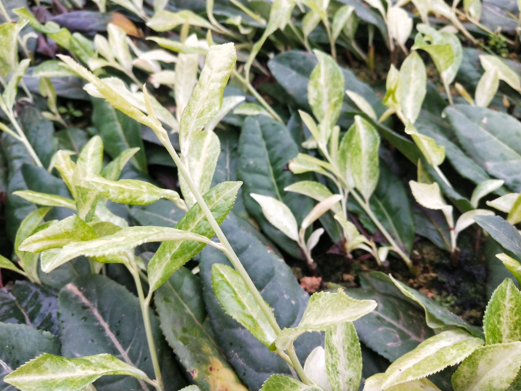 奶白茶树苗  茶树苗，绿茶，白茶，黄茶系列