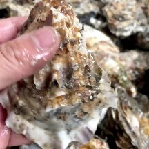 长海县三倍体生蚝 牡蛎 生蚝鲜活全壳新鲜海蛎子批发产地直发