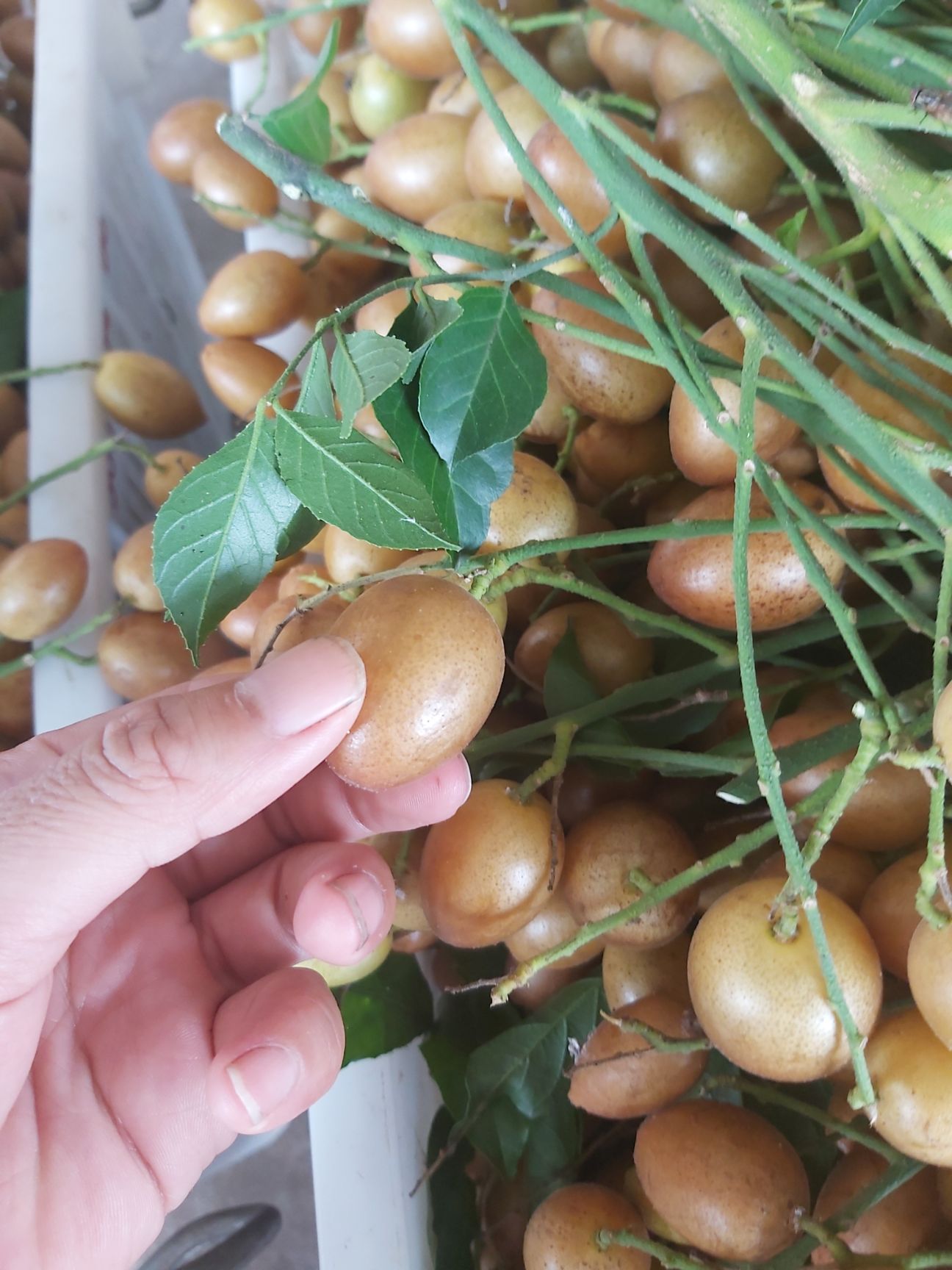 黄皮果  高州黄皮，产地直供。欢迎咨询