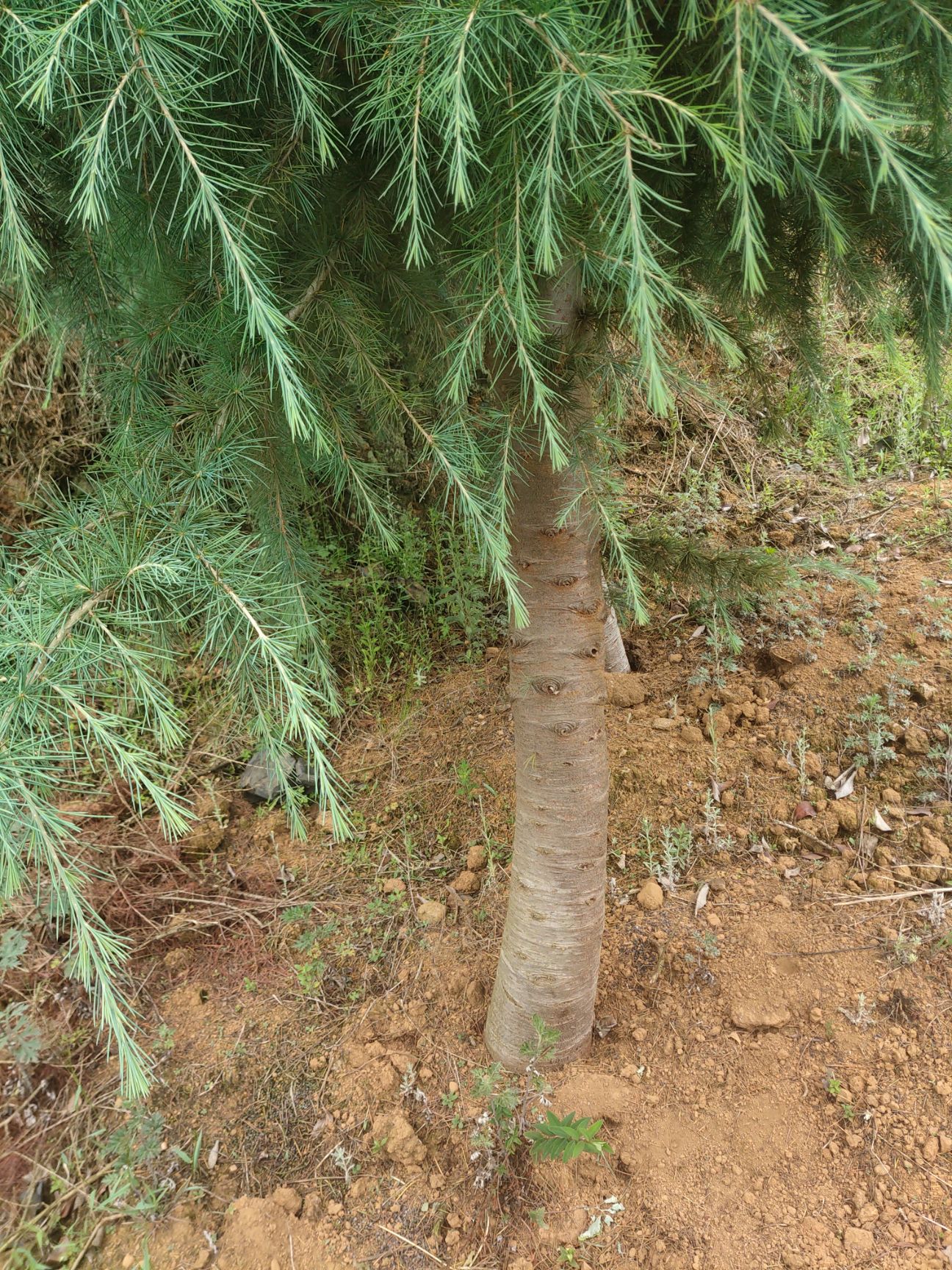大红袍花椒苗  雪松
