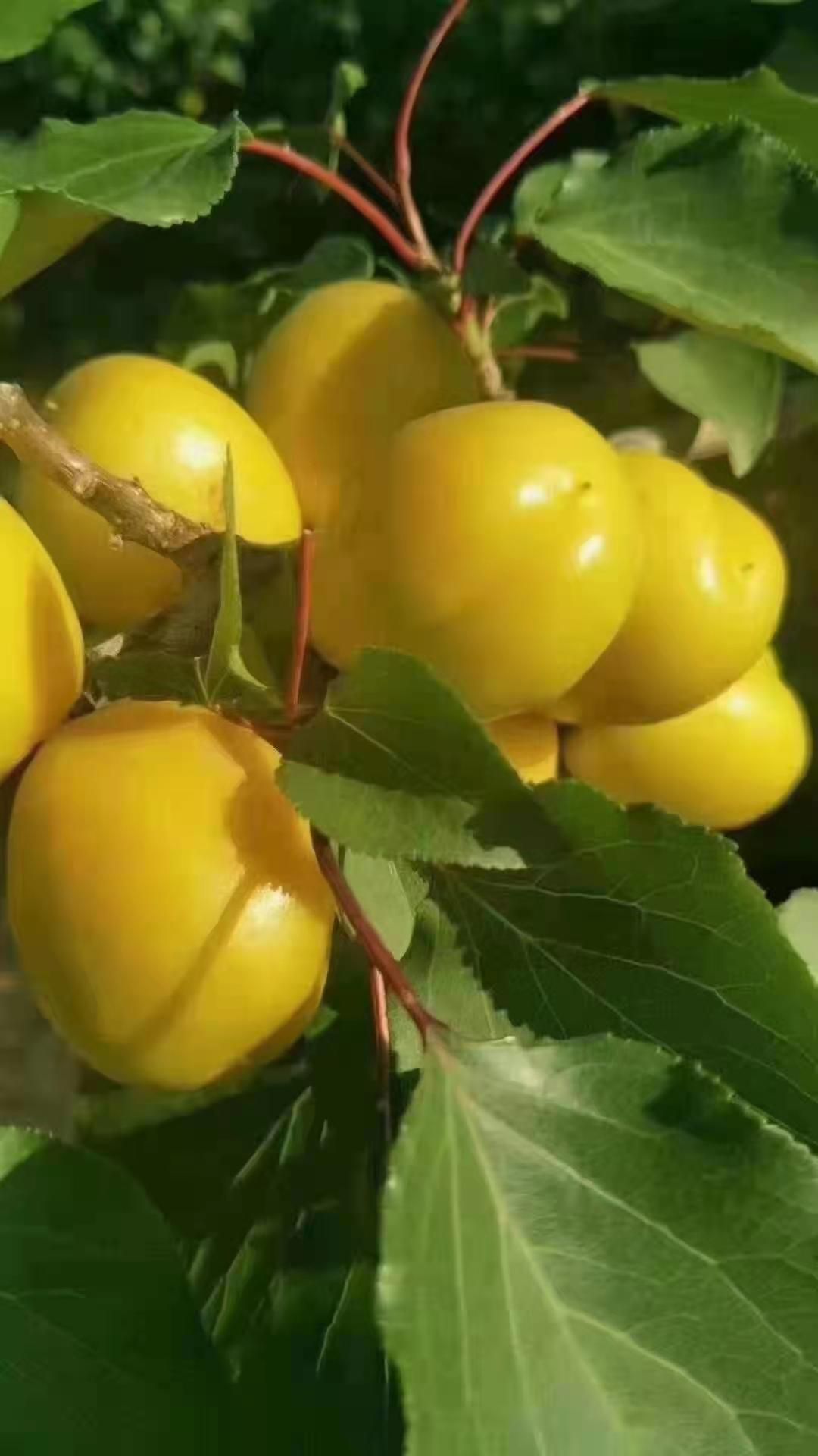生物有机肥  豆粕海草菌肥，微生物有机肥，菌肥