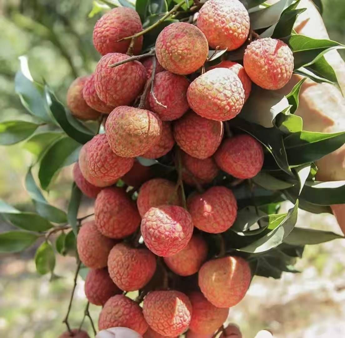 福建黑叶荔枝，2以上，有需要的抓紧联系，一件代发