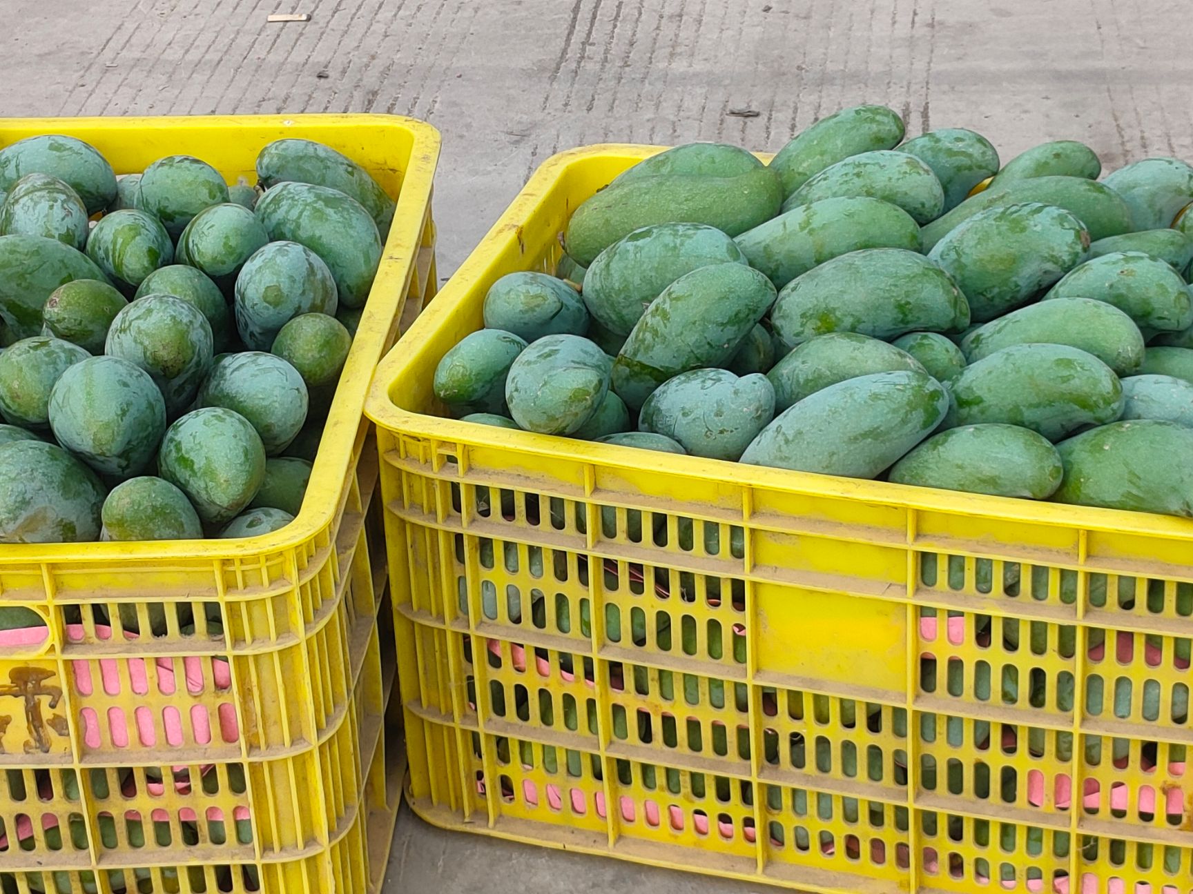  田东县 桂七芒果