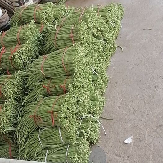 武汉长豇豆  豆角