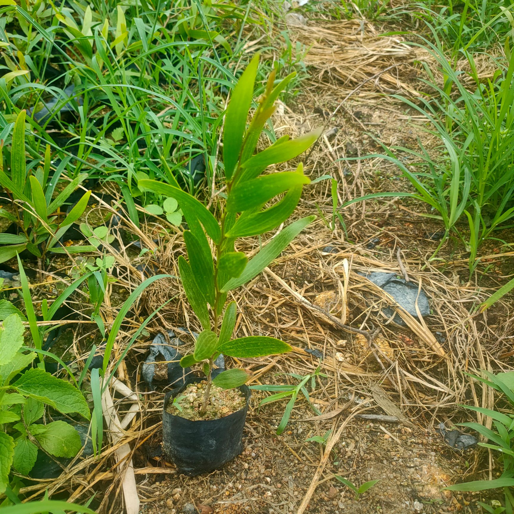 相思树苗 相思小苗