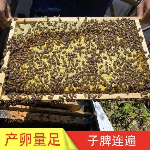大方县中蜂，蜜蜂蜂群