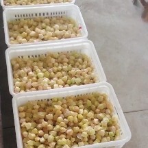 东港市姑娘果 大小菇娘，品质供应