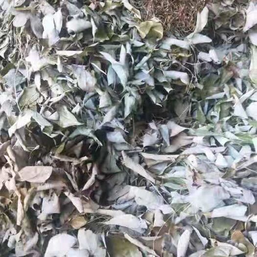 北流市 淫羊藿