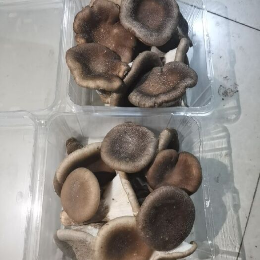 惠水县 虎奶菇：又名菌核侧耳、核侧耳、核耳菇、茯苓侧耳等。