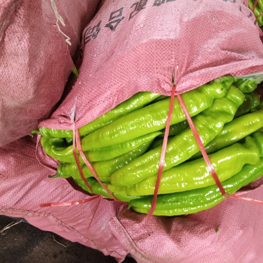 大同黄皮辣椒  山西宋姐万亩辣椒产地直供